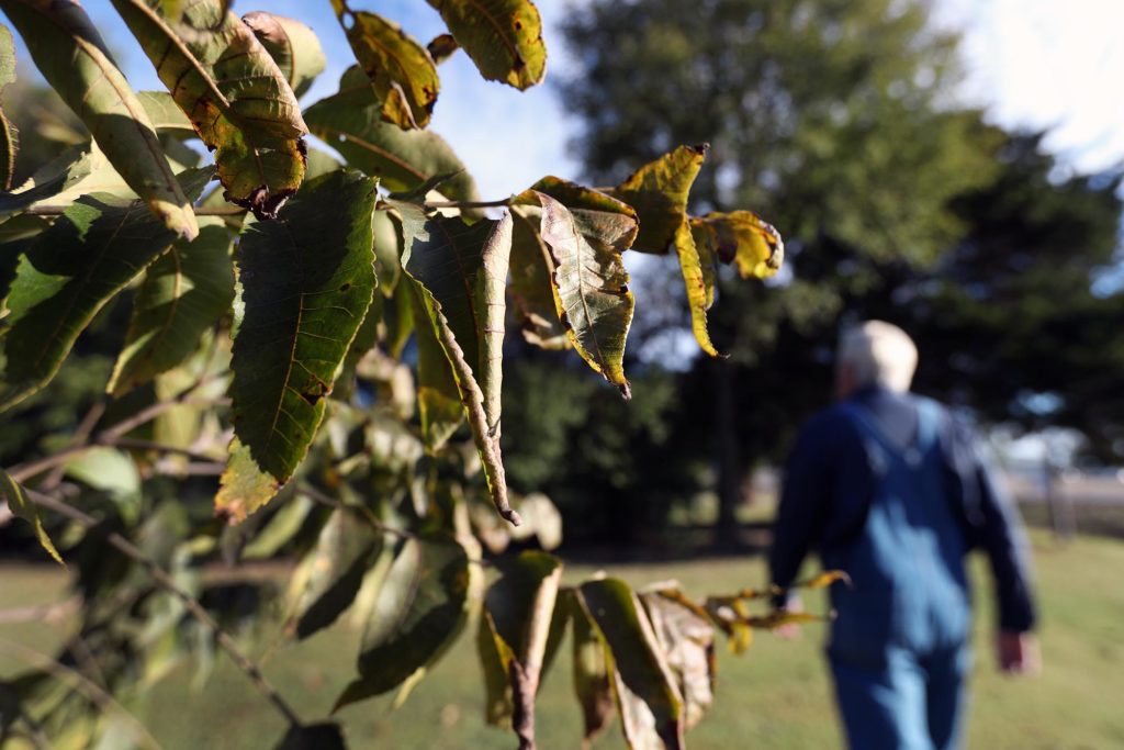 Leaves on pecan trees curl at Andrew Joyce’s farm in Malden, Missouri.
