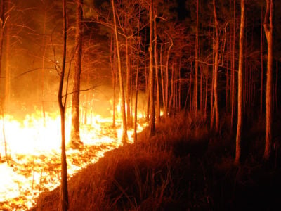 A wildfire burns in a cypress prairie at Florida Panther National Wildlife Refuge on February 10, 2009.