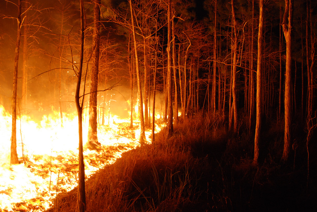 A wildfire burns in a cypress prairie at Florida Panther National Wildlife Refuge on February 10, 2009.