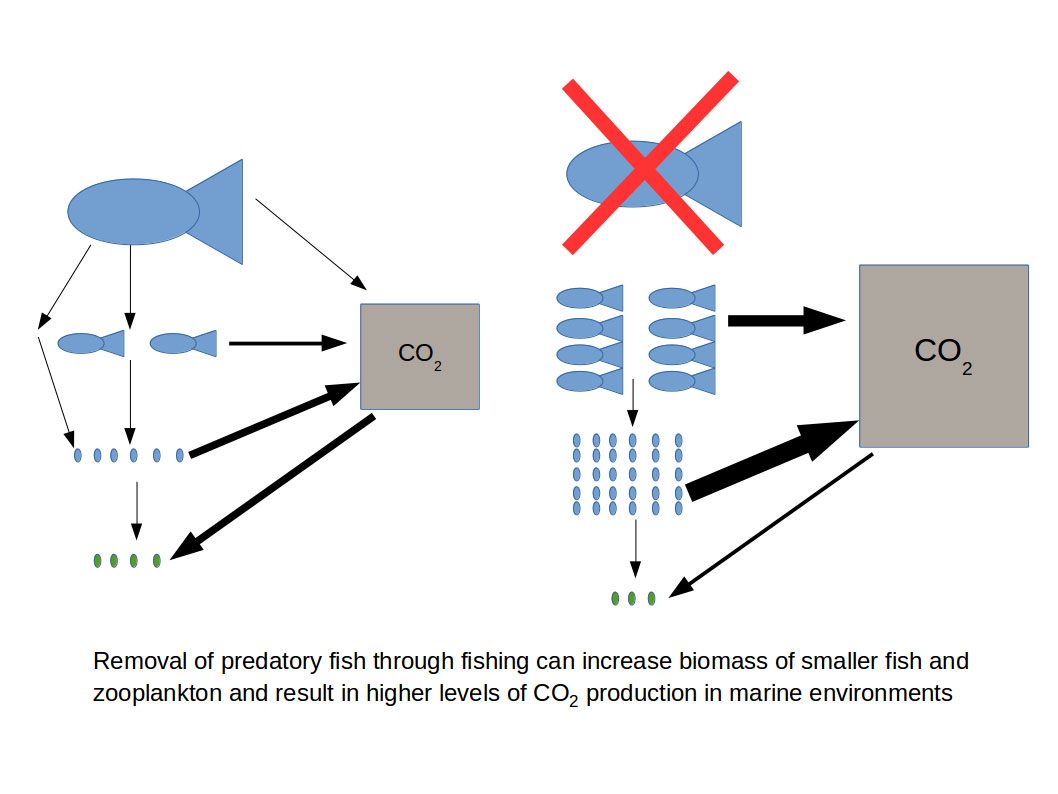 The graphic above shows how top predators such as sharks can control marine communities and help prevent climate change. Fewer top predators result in an overall greater biomass of small fish and zooplankton. The respiration of this increased biomass produces more carbon dioxide. 