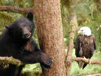 Photo taken at the Anan Creek Wildfire Observatory on the Tongass National Forest in Alaska. 50 million acres of ancient forest nationally are threatened by proposed rule changes by the Trump administration.