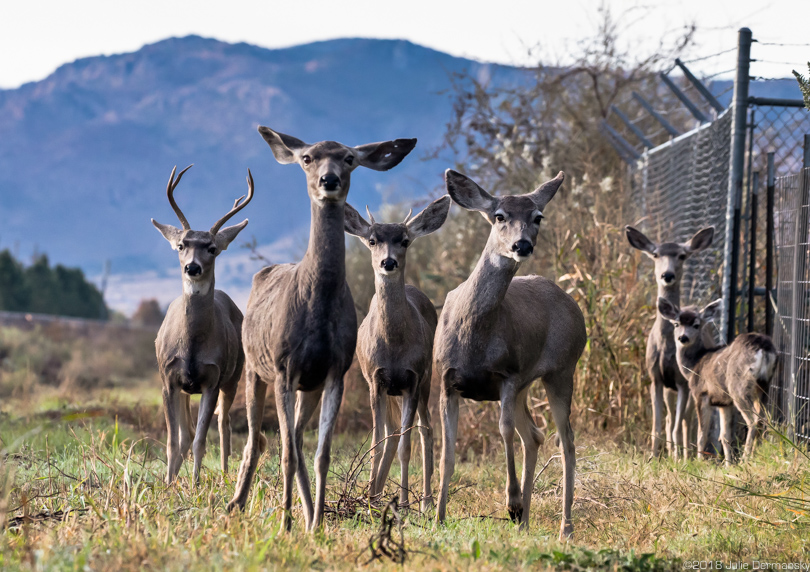 Deer on the side of the main road leading into Alpine, Texas.