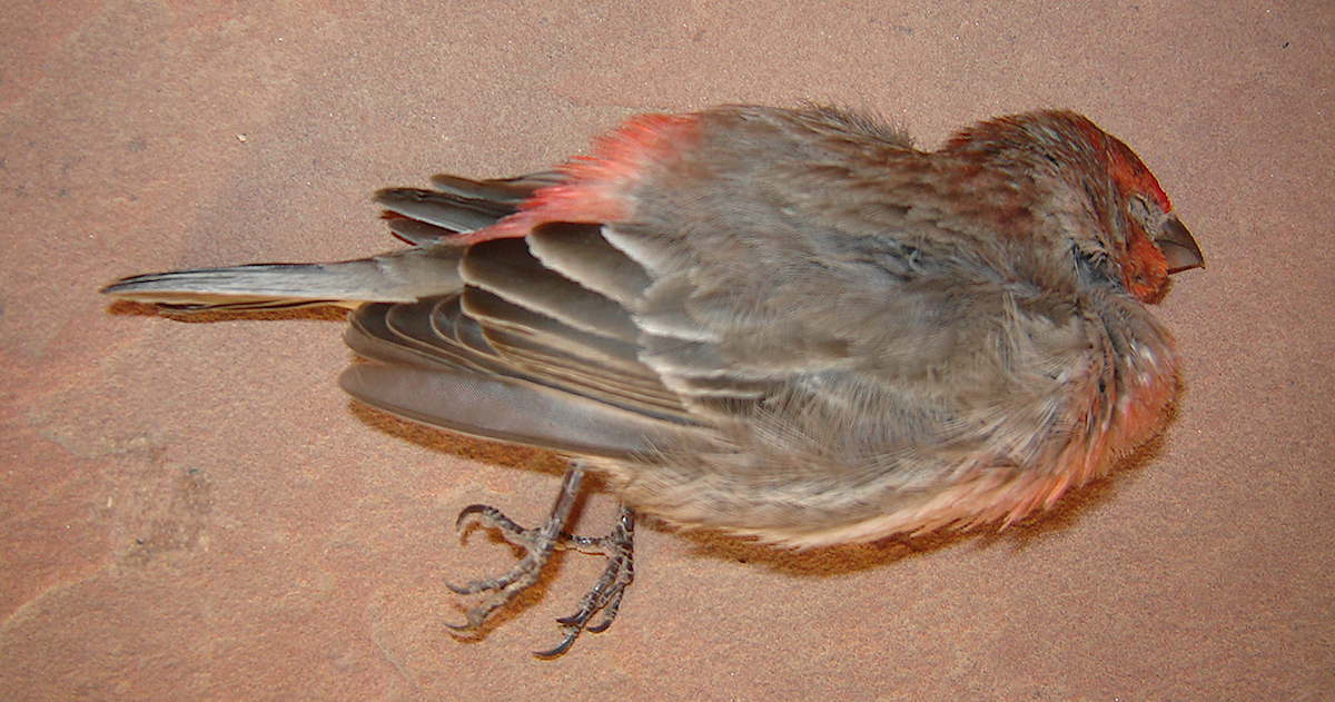 Dead finch on my porch.