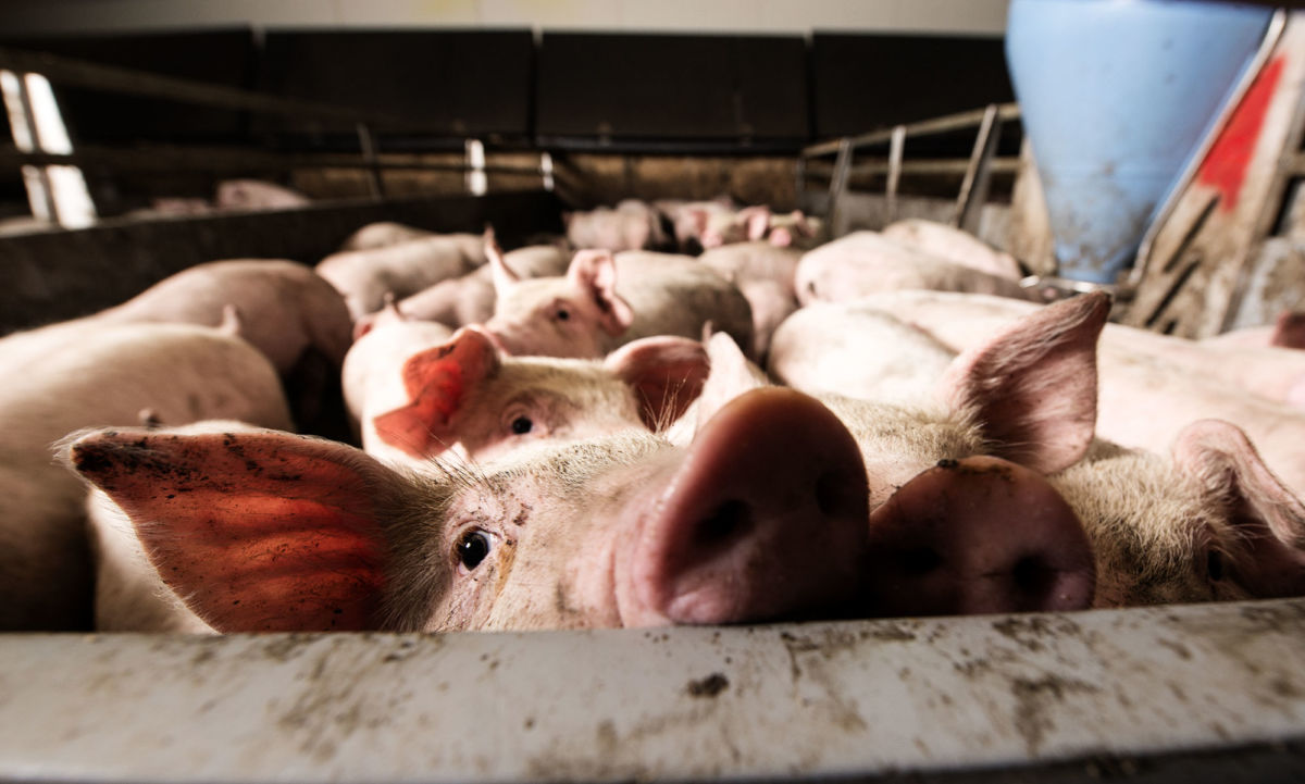 Hog waste can contain potentially dangerous pathogens, pharmaceuticals and chemicals.