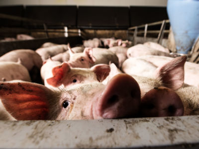 Hog waste can contain potentially dangerous pathogens, pharmaceuticals and chemicals.