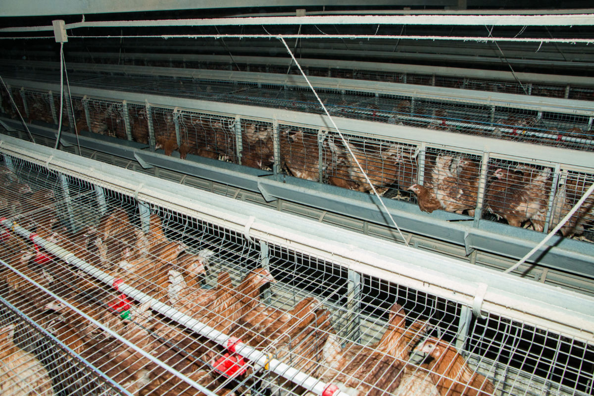 Chickens sit in cages, packed tightly together.