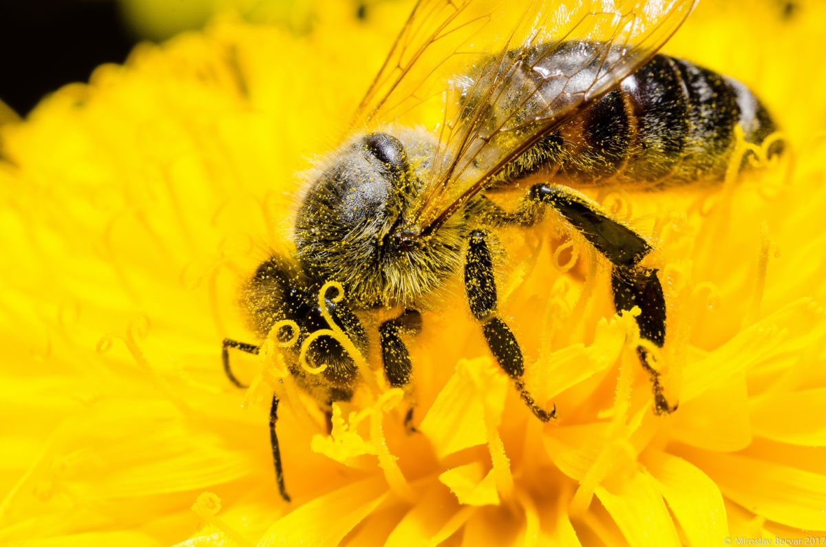 Beekeepers Confront the E.P.A. Over Pesticides - The New York Times