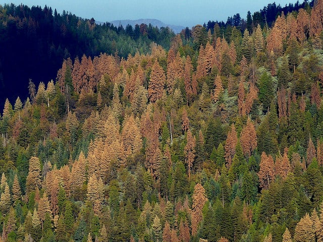 Drought-impacted forests in California’s Sierra Nevada.