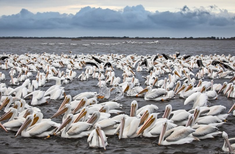 White pelicans fishing off Island Road. The plentiful seafood is one of the Isle de Jean Charles’ perks.