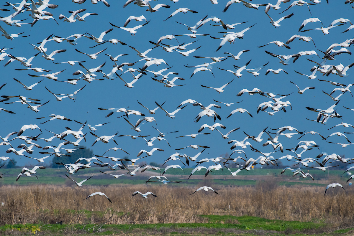 Snow geese take flight above a field on Twitchell Island in the California Delta.