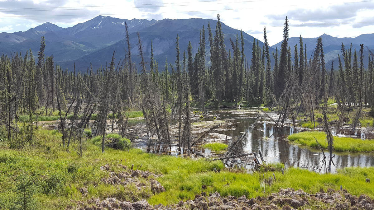 Permafrost melt on the Glenn Highway, Alaska, 2018. This was a rare site a decade ago and was relatively common in 2018.