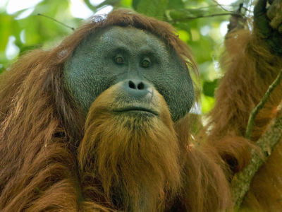 The Tapanuli orangutan could go extinct this year.