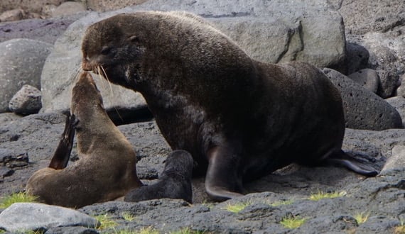 During breeding season, three-quarters of the Northern Fur Seal population can be found on the Pribilof Islands. They can dive to depths of 600 feet searching for small fish and squid.