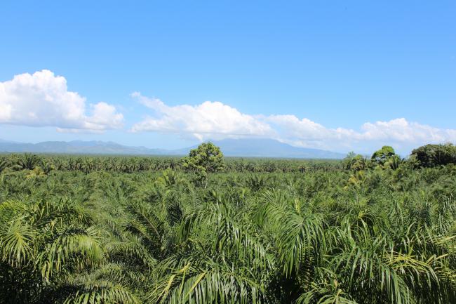 Palm oil trees in Bajo Aguán, Honduras.