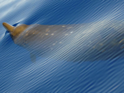 One of the worst incidences took place in 2002, with 14 beaked whales stranding themselves in 36-hours in the Canary Islands during a NATO naval exercise.