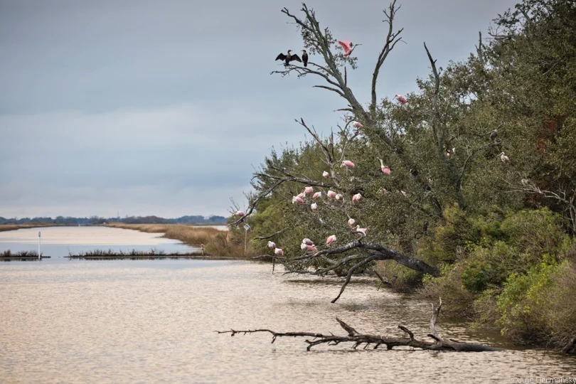 Spoonbills roosting on a tree on the Isle de Jean Charles.