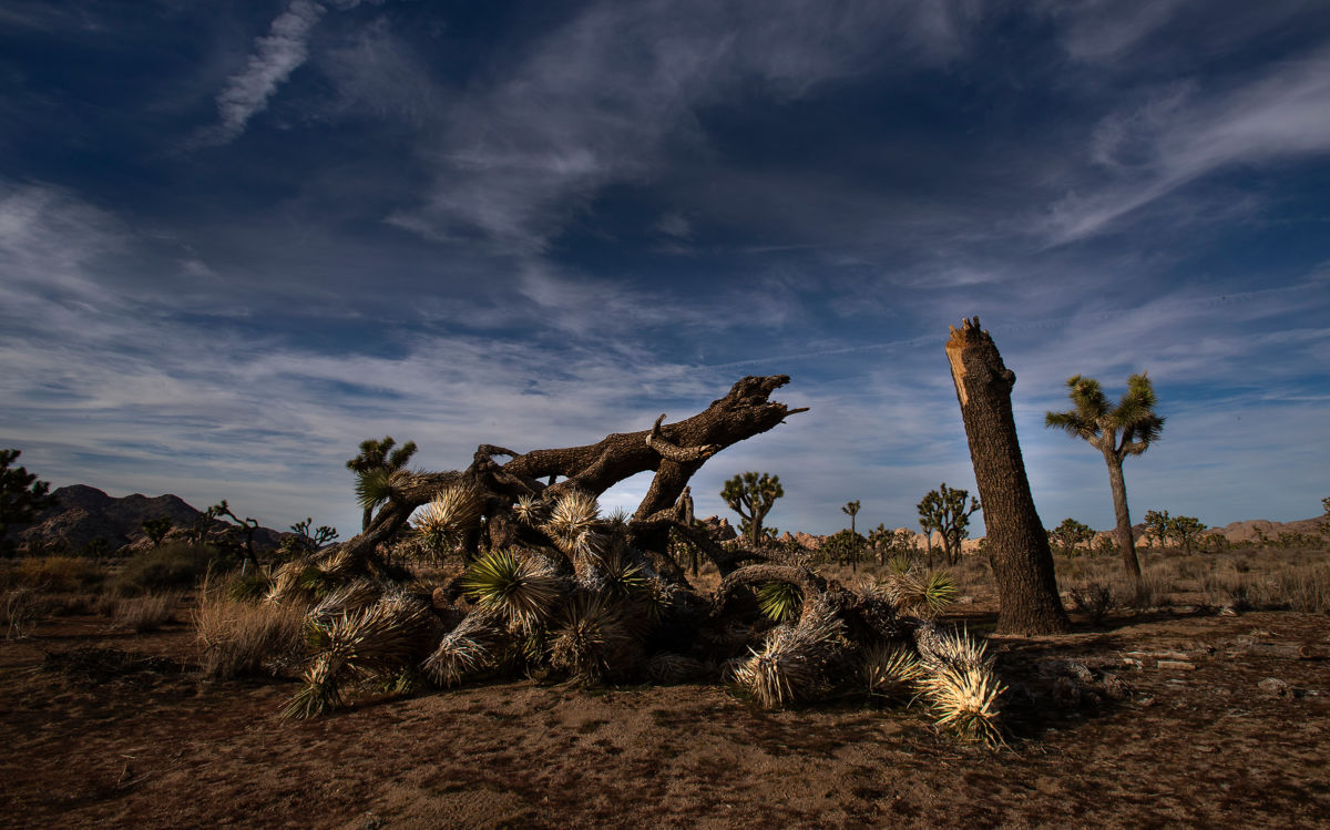 A once vibrant Joshua tree has been severed by high winds, according to park rangers, on January 8, 2019, at Joshua Tree National Park in Joshua Tree, California. Initial reports had attributed the damage to vandals who had entered the park, but rangers now say the tree was felled by natural causes.