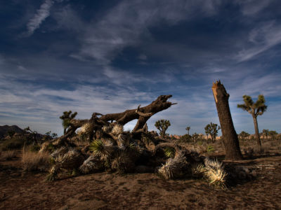 A once vibrant Joshua tree has been severed by high winds, according to park rangers, on January 8, 2019, at Joshua Tree National Park in Joshua Tree, California. Initial reports had attributed the damage to vandals who had entered the park, but rangers now say the tree was felled by natural causes.