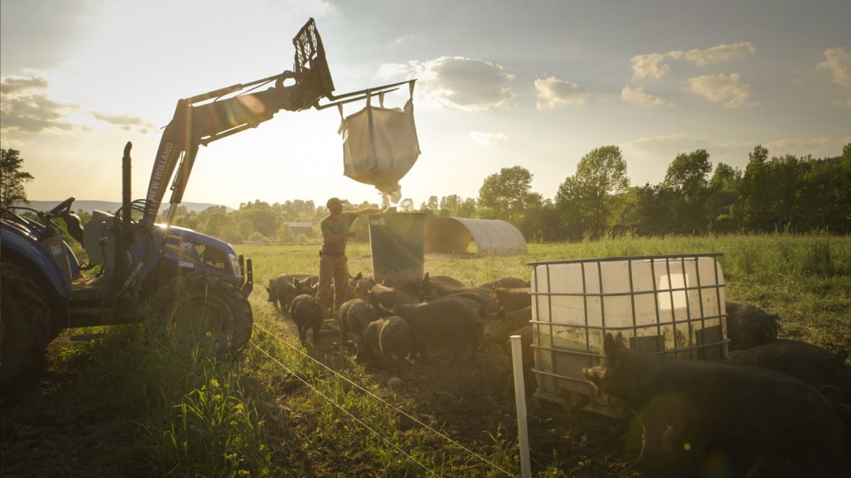 In one of many sweeping landscape shots, farmer Bob Comis feeds his herd.