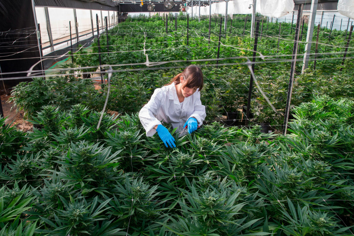 An Israeli woman works on marijuana plants at the Breath Of Life Pharma greenhouse in the country's second-largest medical cannabis plantation, near Kfar Pines in northern Israel, on March 9, 2016.