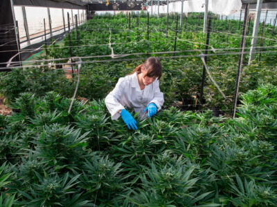 An Israeli woman works on marijuana plants at the Breath Of Life Pharma greenhouse in the country's second-largest medical cannabis plantation, near Kfar Pines in northern Israel, on March 9, 2016.