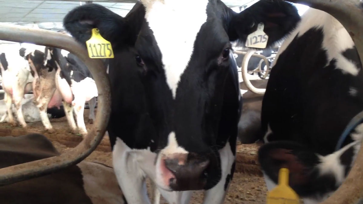 Do you think almond milk comes from a cow named Almond? The dairy industry thinks you do.