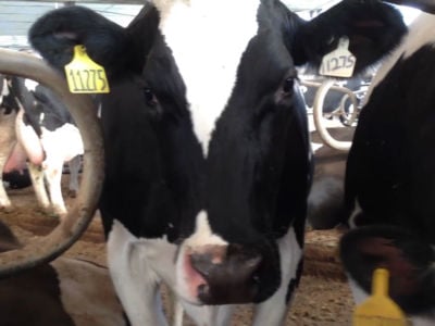 Do you think almond milk comes from a cow named Almond? The dairy industry thinks you do.