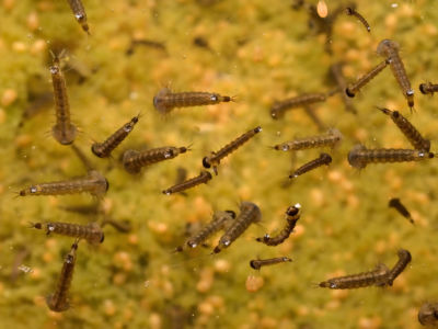 Mosquito larvae in a natural holding tank. In aquatic and terrestrial environments, researchers have linked changes in metabolism, growth, behavior and reproduction of certain fishes, mollusks and insects with exposure to glyphosate-containing herbicides.