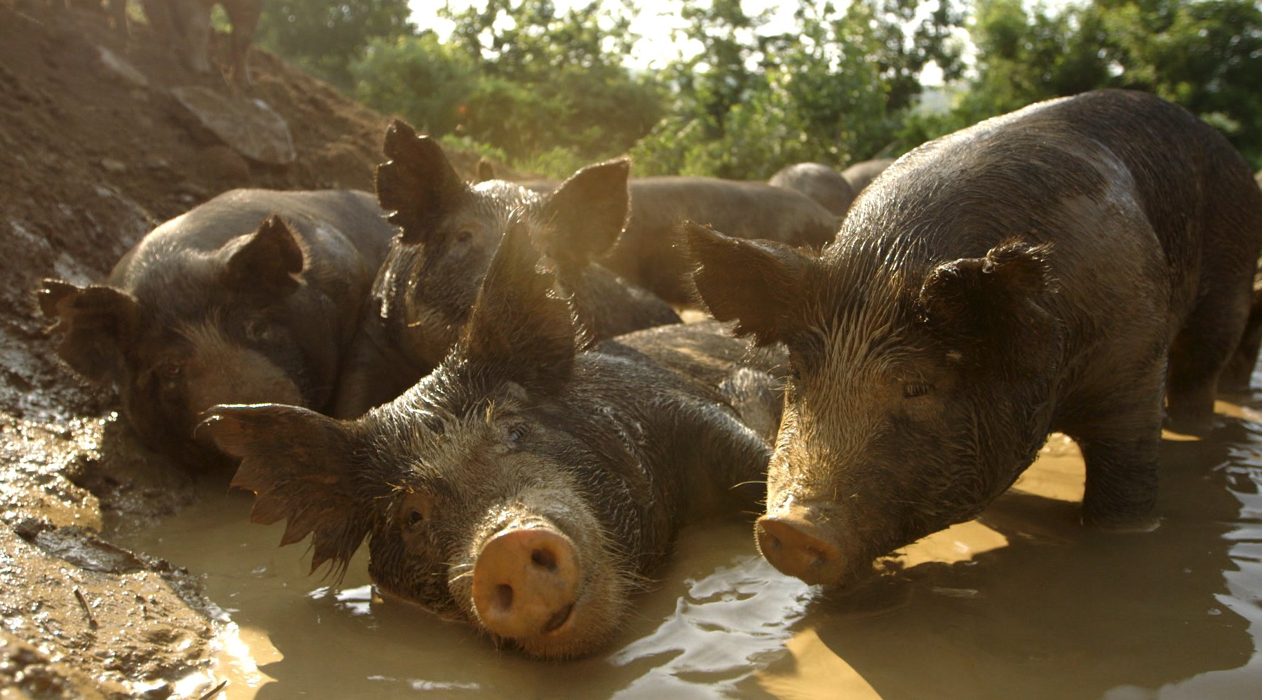 The mud wallow scene displays pure pig joy, an expression central to the film’s message.