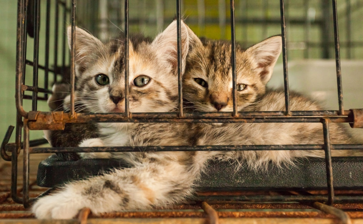 Two kittens cuddle in a rusty cage