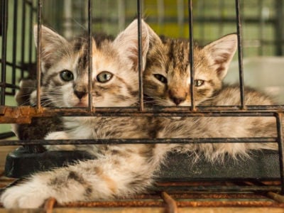 Two kittens cuddle in a rusty cage