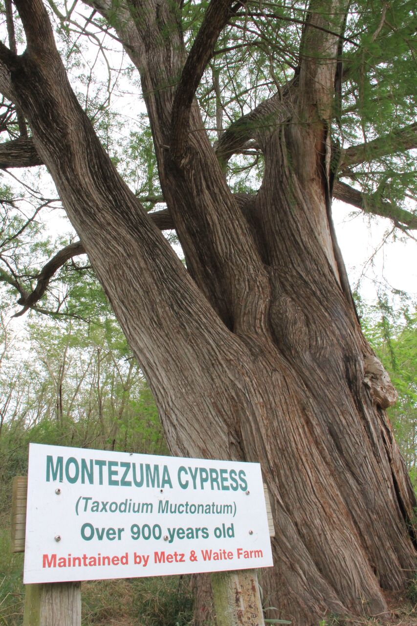 A 900-year-old Montezuma cypress tree in Abram, Texas, is yet another sacred site threatened by a 14-mile stretch of Trump’s border wall in Hidalgo County.