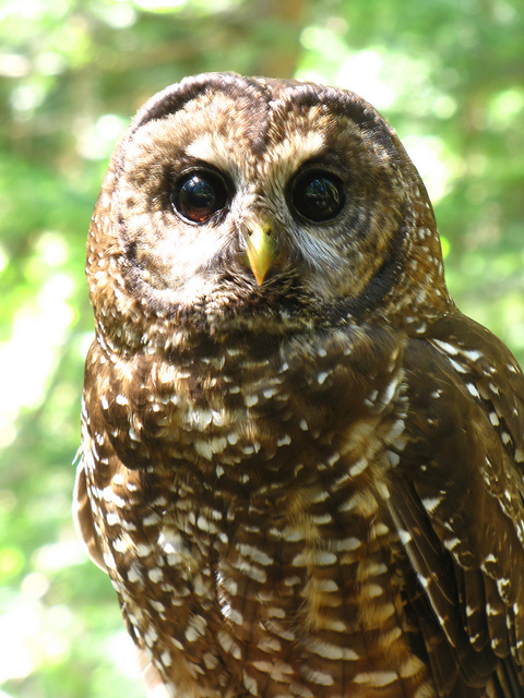 The threatened northern spotted owl on the Klamath National Forest in Siskiyou County, California.