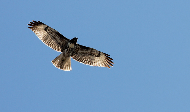 Raptors like red-tailed hawks have been more effective in Ventura County, Calif. at eliminating pests than poisons.
