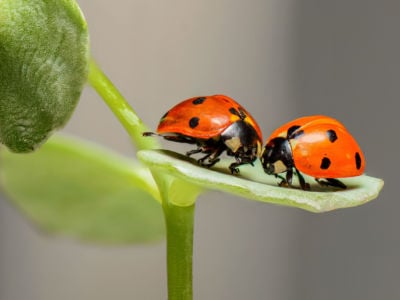 Scientists estimate that populations of ladybugs in the U.S. and Canada have declined by 14 percent between 1987 and 2006