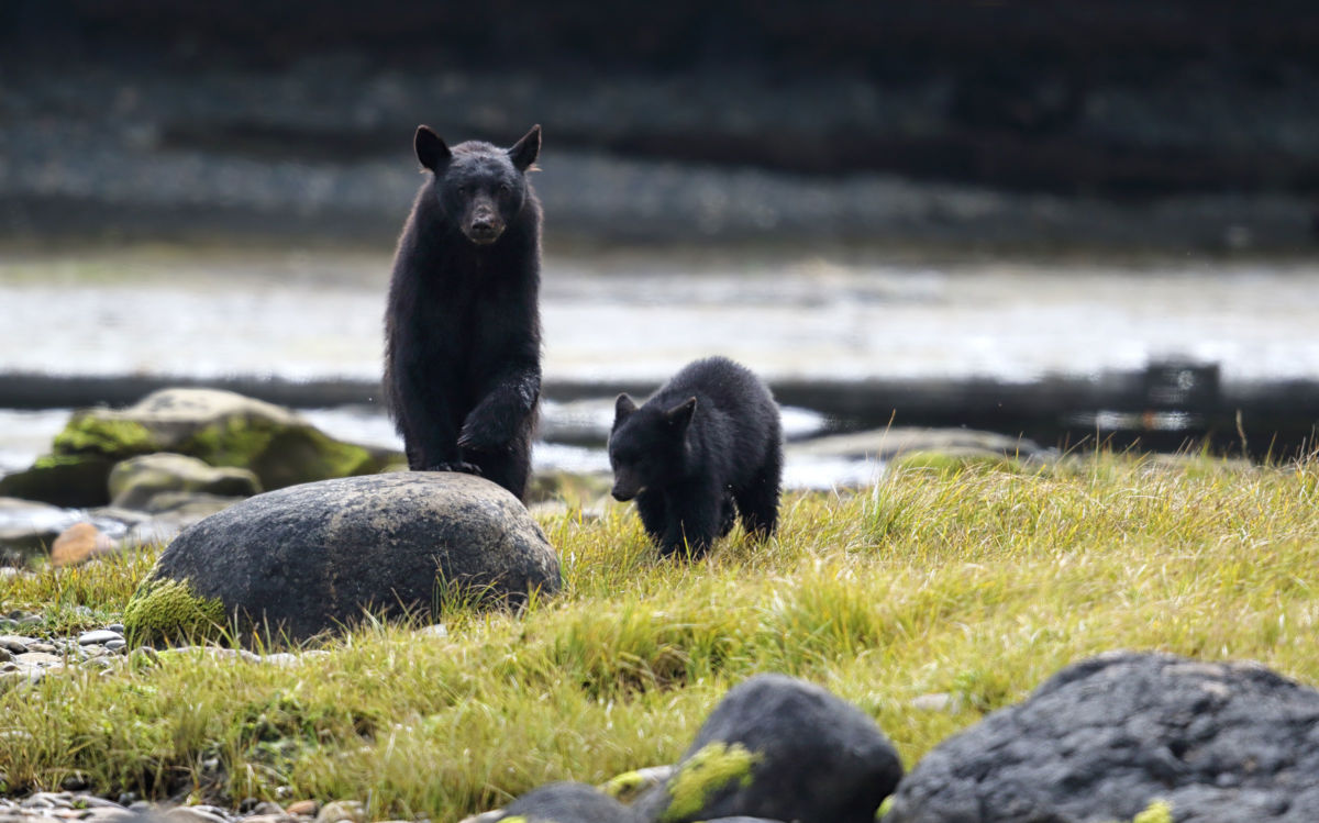 Experts fear that a border wall between the United States and Mexico would end the recovery of black bears in Texas.