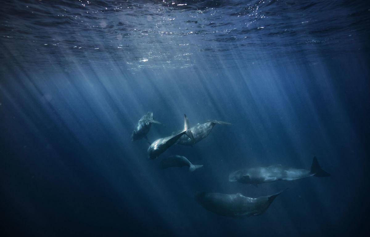 Large animals such as whales, which may weigh up to 50 tons and live for over 200 years, can store large quantities of carbon for long periods of time.