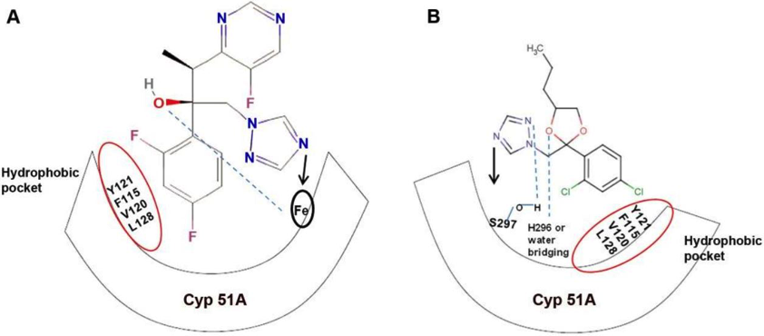 Diagram showing similar mode of action in triazoles between medical (A) and agricultural (B) applications. 