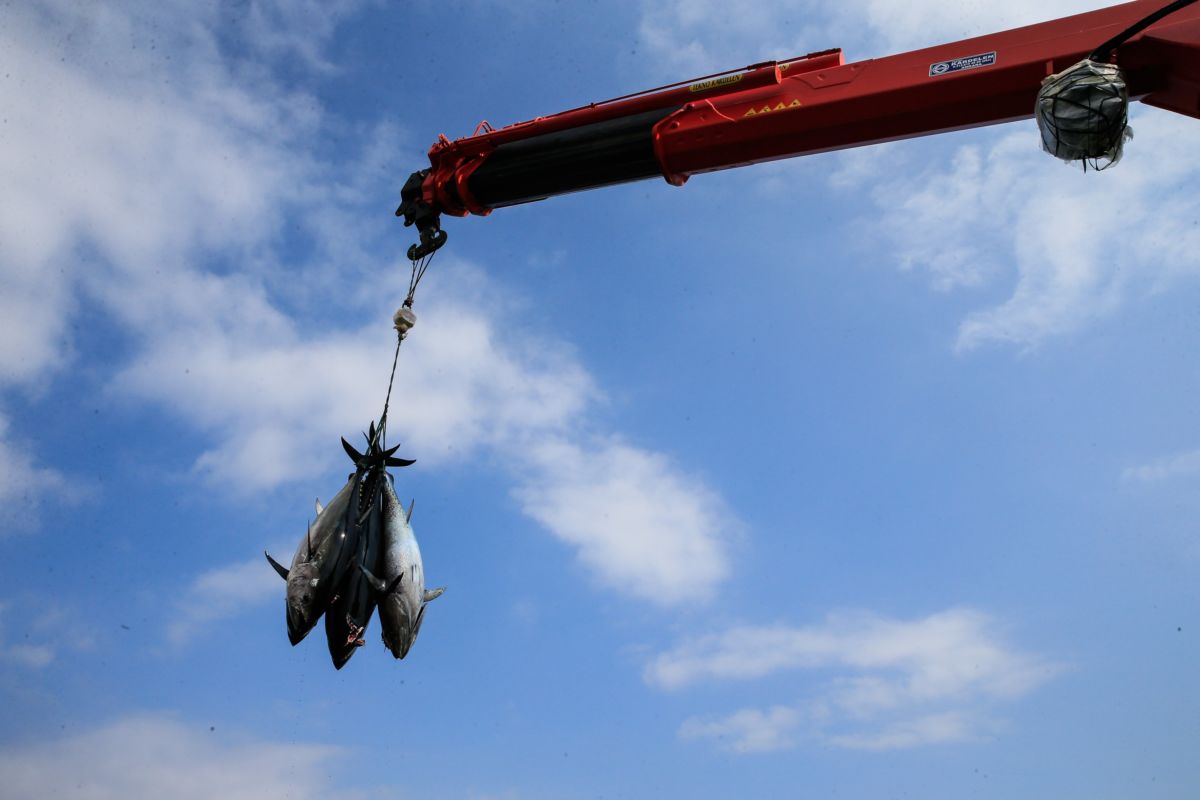 Tuna fish are being lift with a crane in sea farmings, where tunas are being breed and prepared to be sold to Japan and European countries, in Karaburun district of Izmir, Turkey on October 14, 2018.