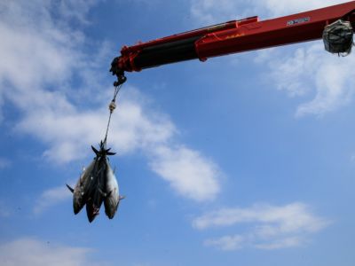 Tuna fish are being lift with a crane in sea farmings, where tunas are being breed and prepared to be sold to Japan and European countries, in Karaburun district of Izmir, Turkey on October 14, 2018.