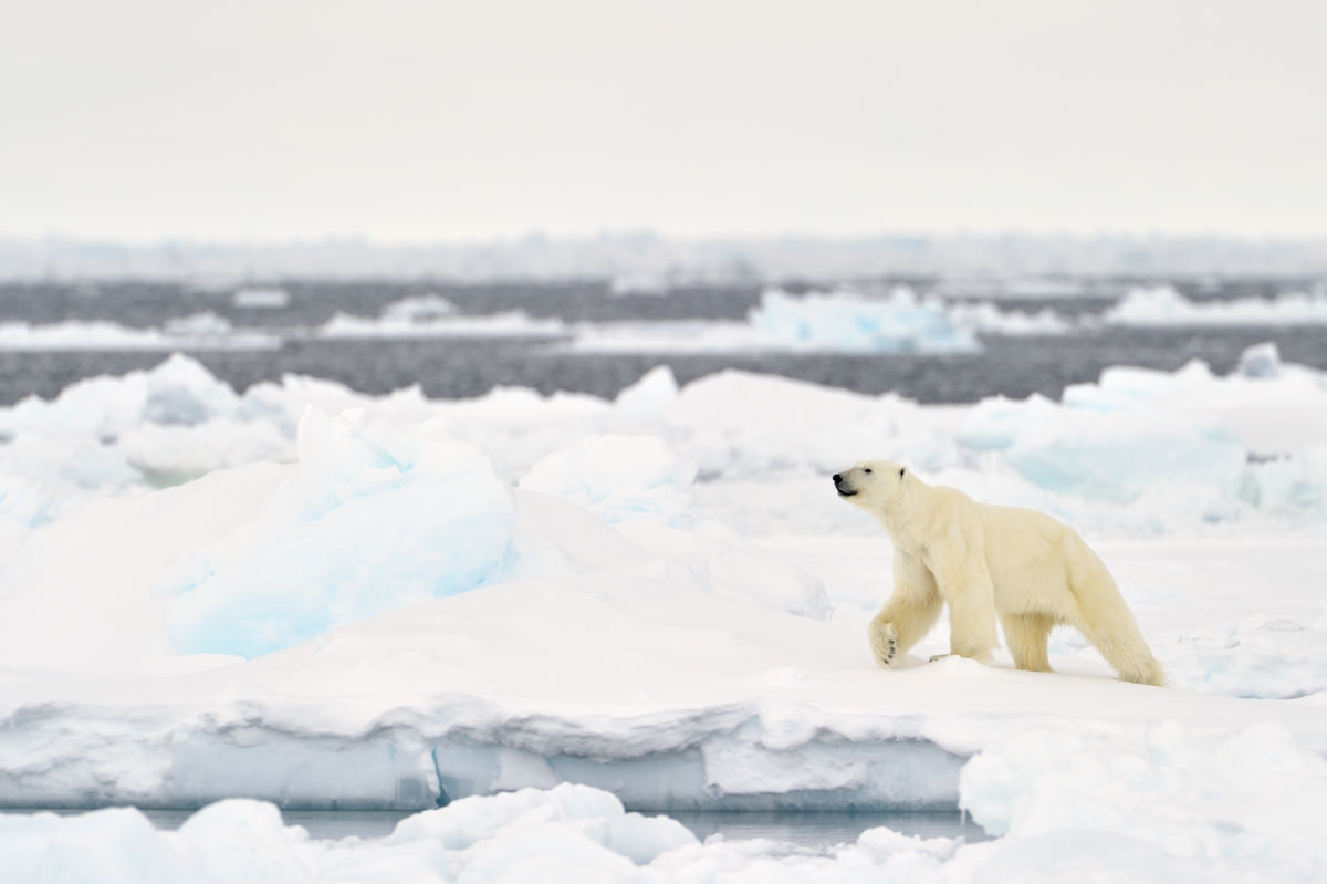 "A polar bear walks on a melting ice floe in Baffin Bay, Nunavut, Canada. "