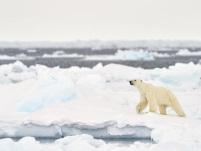 "A polar bear walks on a melting ice floe in Baffin Bay, Nunavut, Canada. "