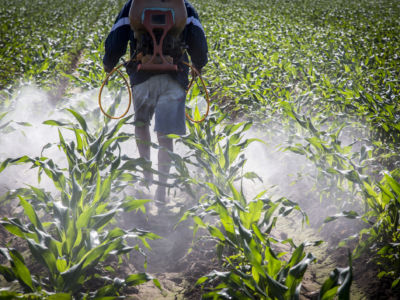 A man walks through a cornfield spraying it with pesticide