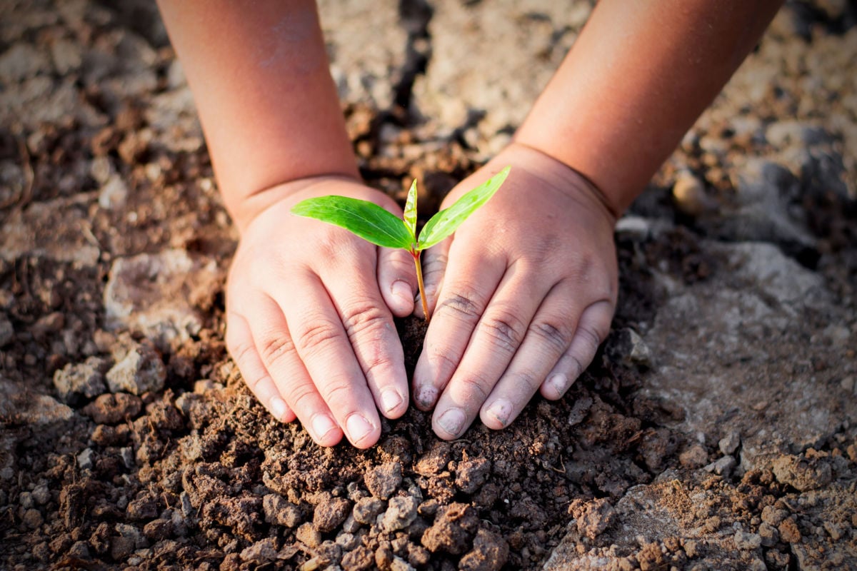 Regenerative farming has the potential to heal our planet by creating a massive carbon sink.