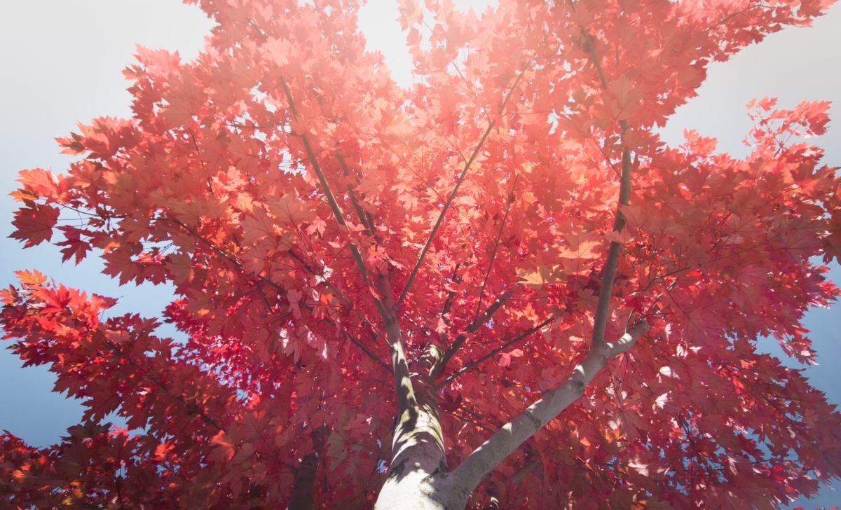 Sun shining through red leaves