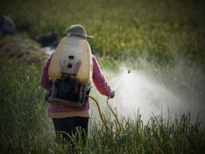 A worker sprays crops with pesticide