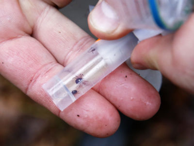 Three ticks are seen inside of a test tube being held by human hands