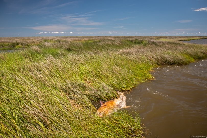 A dead dolphin, found on May 7, 2019, in the marsh grass in the Breton Sound.
