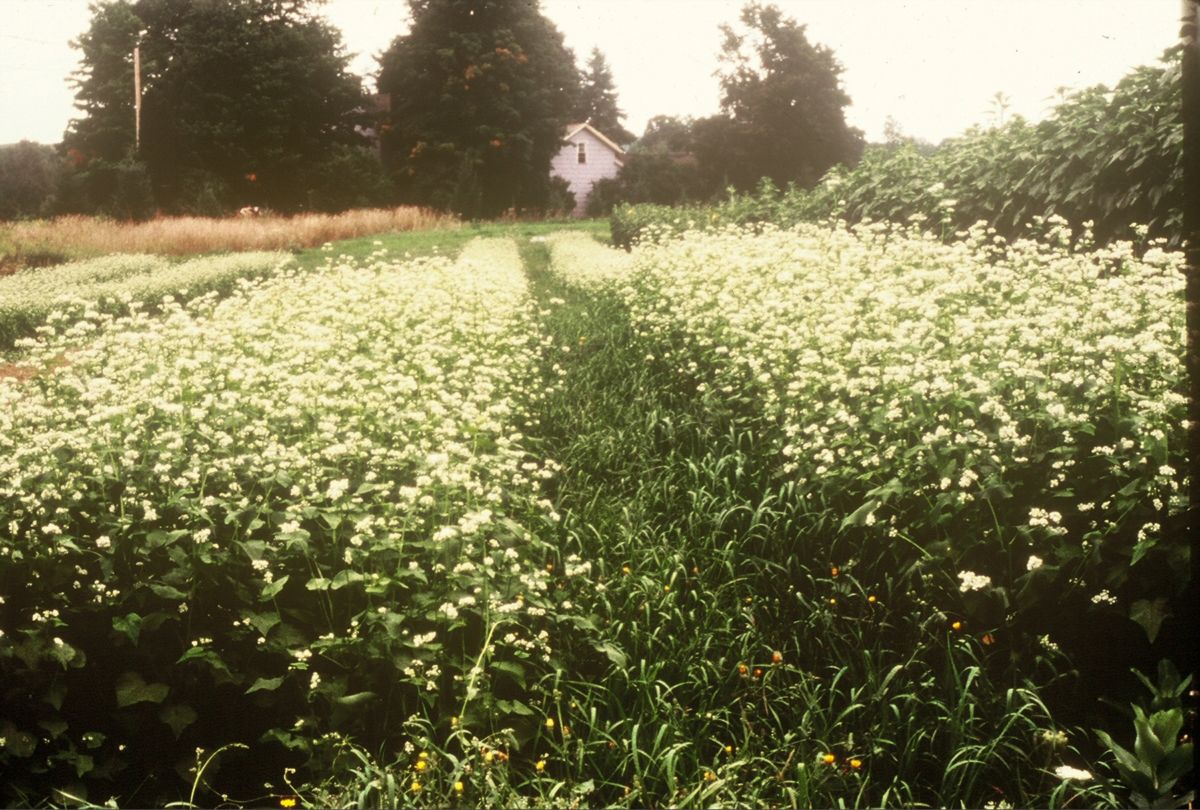 A cover crop of buckwheat in flower on permanent beds with grass strips between the beds to reduce tillage and provide habitat for beneficial insects.