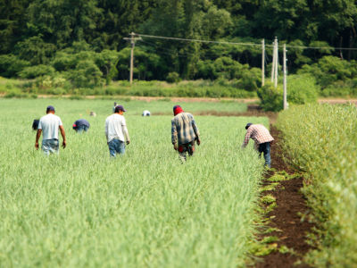 Farm laborers hand weed an onion field at the Torrey Farms in Elba, New York, June 28, 2012.